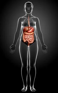 3d rendered medically accurate illustration of female Digestive System. Stock Illustration