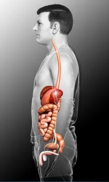 3d rendered medically accurate illustration of male Digestive System. Stock Illustration