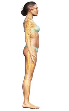 3d rendered medically accurate illustration of a female nervous system Stock Illustration