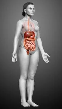 3d rendered medically accurate illustration of female Digestive System. Stock Illustration