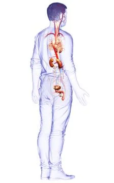 3d rendered, medically accurate illustration of the kidneys Stock Illustration