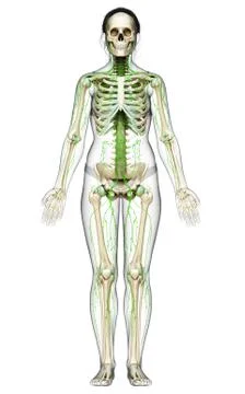 3d rendered medically accurate illustration of a female lymphatic system Stock Illustration