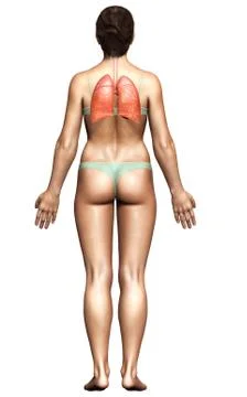 3d rendered, medically accurate illustration of a female lung anatomy Stock Illustration