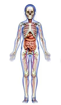 3d rendered medically accurate illustration of girl Internal organs, skeleton Stock Illustration