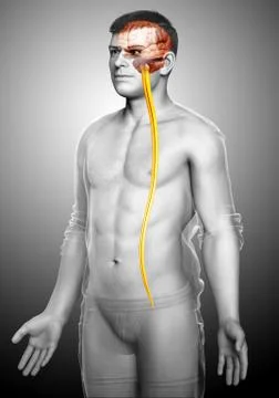 3d rendered medically accurate illustration of a male brain. Stock Illustration