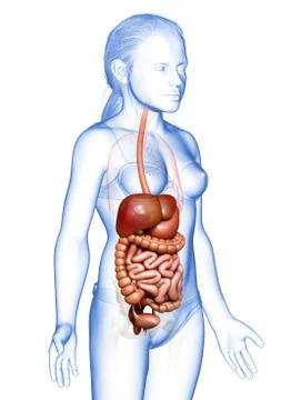 3d rendered medically accurate illustration of young girl Digestive System 库存插图