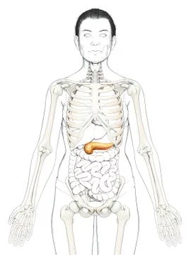 3d rendered, medically accurate illustration of a female pancreas Stock Illustration