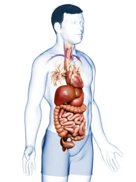 3d rendered medically accurate illustration of male Digestive System  and hea Stock Illustration