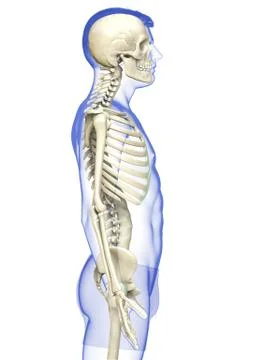 3d rendered, medically accurate illustration of a male skeleton system Stock Illustration