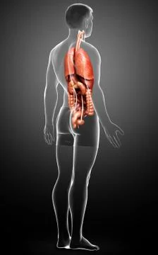 3d rendered medically accurate illustration of male  Internal organs Stock Illustration