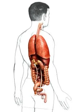 3d rendered medically accurate illustration of male Digestive System. Stock Illustration