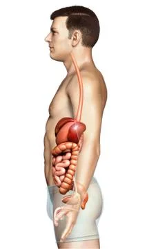 3d rendered medically accurate illustration of male Digestive System. イラスト素材