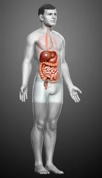 3d rendered medically accurate illustration of male Digestive System. 스톡 일러스트