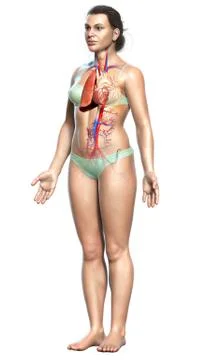 3d rendered, medically accurate illustration of a female lung anatomy Stock Illustration