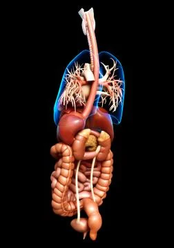 3d rendered medically accurate illustration of Digestive System  and heart 스톡 일러스트