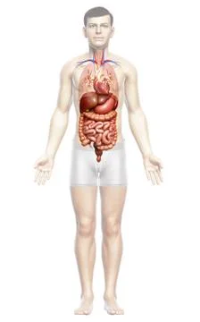 3d rendered medically accurate illustration of male Digestive System  and hea 库存插图