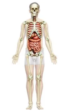 3d rendered medically accurate illustration of male  Internal organs Stock Illustration