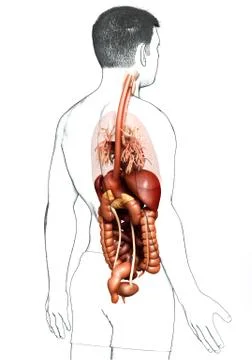 3d rendered medically accurate illustration of male Digestive System. Stock Illustration