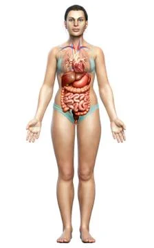 3d rendered medically accurate illustration of female Digestive System. イラスト素材