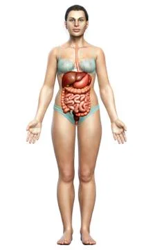 3d rendered medically accurate illustration of female Digestive System. Illustrazione stock