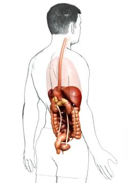 3d rendered medically accurate illustration of male Digestive System. 스톡 일러스트