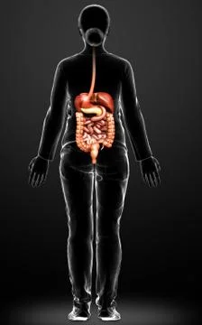3d rendered medically accurate illustration of female Digestive System. Stock Illustration