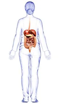 3d rendered medically accurate illustration of female Digestive System. Stock Illustration