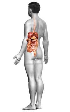 3d rendered medically accurate illustration of male Digestive System. Illustrazione stock