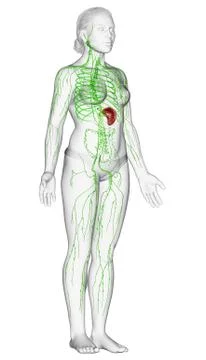 3d rendered medically accurate illustration of a female lymphatic system Stock Illustration