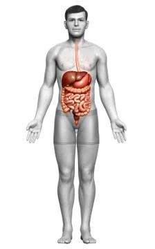 3d rendered medically accurate illustration of male Digestive System. 库存插图