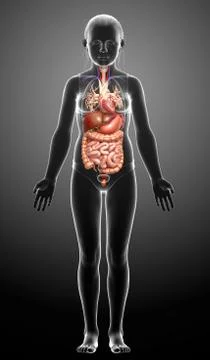 3d rendered medically accurate illustration of young girl Digestive System  a Stock Illustration