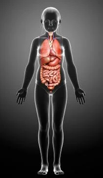 3d rendered medically accurate illustration of young girl Internal organs Stock Illustration