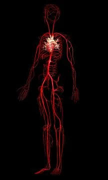 3d rendered medically accurate illustration of  arteries Stock Illustration