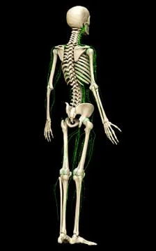 3d rendered medically accurate illustration of the lymphatic system Stock Illustration