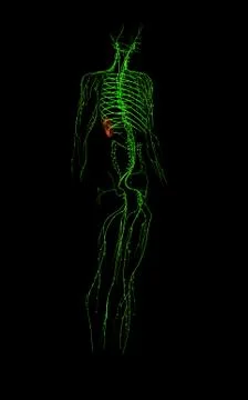 3d rendered medically accurate illustration of the lymphatic system Stock Illustration