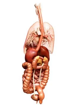 3d rendered medically accurate illustration of  Digestive System  and heart 스톡 일러스트