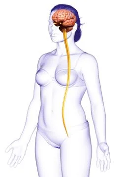 3d rendered medically accurate illustration of the brain Stock Illustration