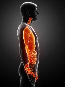 3d rendered medically accurate illustration of male  Internal organs Stock Illustration