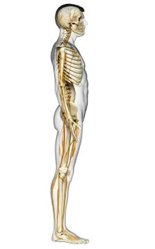 3d rendered medically accurate illustration of the nervous system and skeleto Stock Illustration