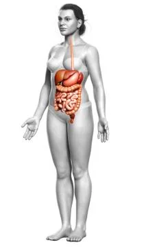 3d rendered medically accurate illustration of female Digestive System. 库存插图