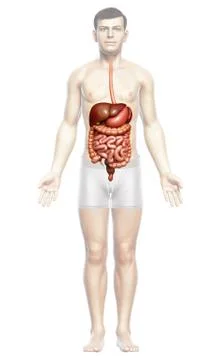 3d rendered medically accurate illustration of male Digestive System. Stock Illustration