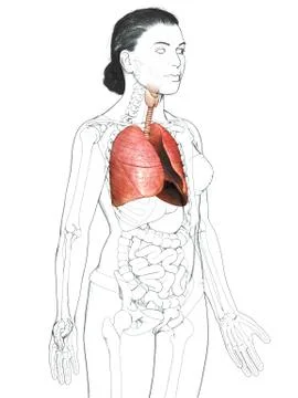 3d rendered, medically accurate illustration of a female lung anatomy Stock Illustration