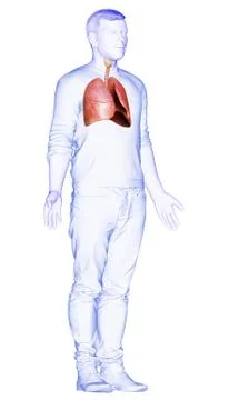 3d rendered, medically accurate illustration of a male lung anatomy Stock Illustration