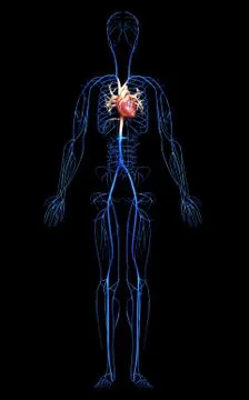 3d rendered medically accurate illustration of the Veins . Stock Illustration