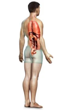 3d rendered medically accurate illustration of male  Internal organs Stock Illustration