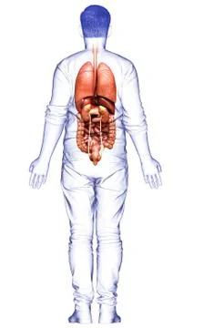 3d rendered medically accurate illustration of male  Internal organs Stock Illustration