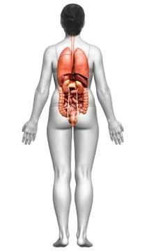 3d rendered medically accurate illustration of female  Internal organs Stock Illustration