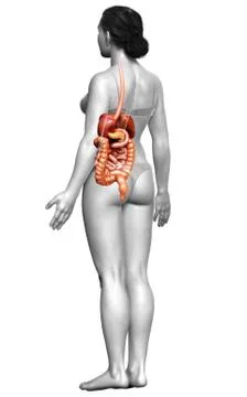 3d rendered medically accurate illustration of female Digestive System. 스톡 일러스트