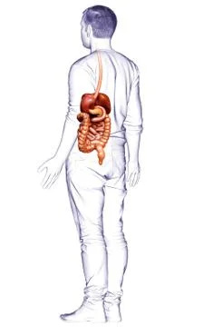 3d rendered medically accurate illustration of male Digestive System. Stock Illustration