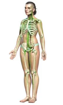 3d rendered medically accurate illustration of a female lymphatic system Stock Illustration